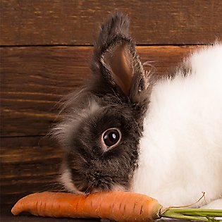 What your rabbit likes to eat